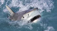 Officials have closed some beaches on the northern coast of Kauai, Hawaii, after a tiger shark was spotted swimming there on Monday