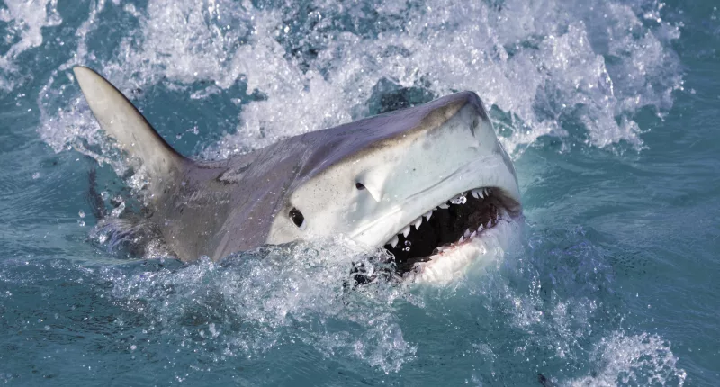 Officials have closed some beaches on the northern coast of Kauai, Hawaii, after a tiger shark was spotted swimming there on Monday