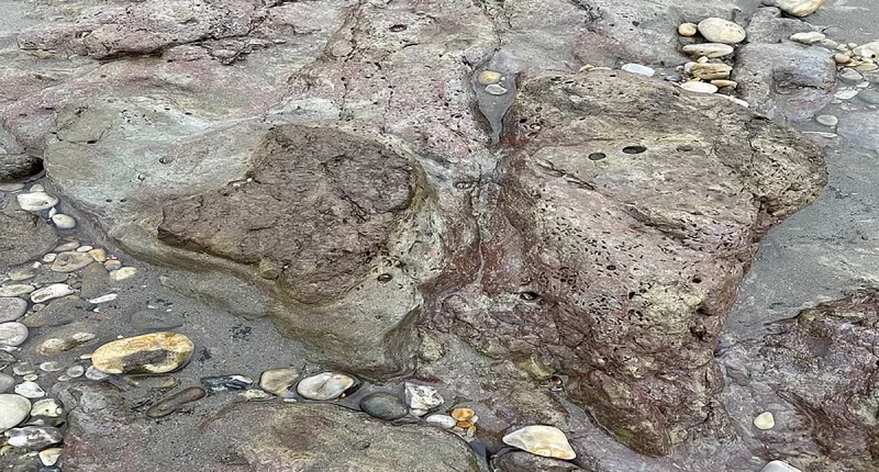 Dinosaur footprint uncovered on a beach on the Isle of Wight