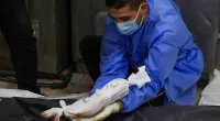 Doctor places body of an unborn child with its mother who died in Gaza