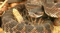 Employee at Cincinnati Zoo bitten by venomous rattlesnake, hospitalized