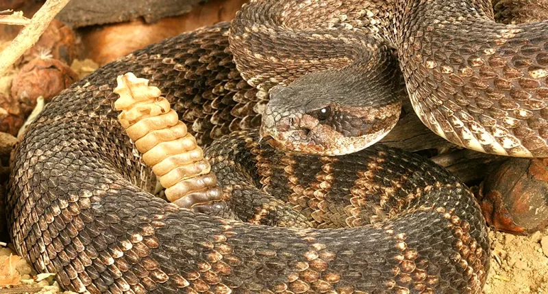 Employee at Cincinnati Zoo bitten by venomous rattlesnake, hospitalized