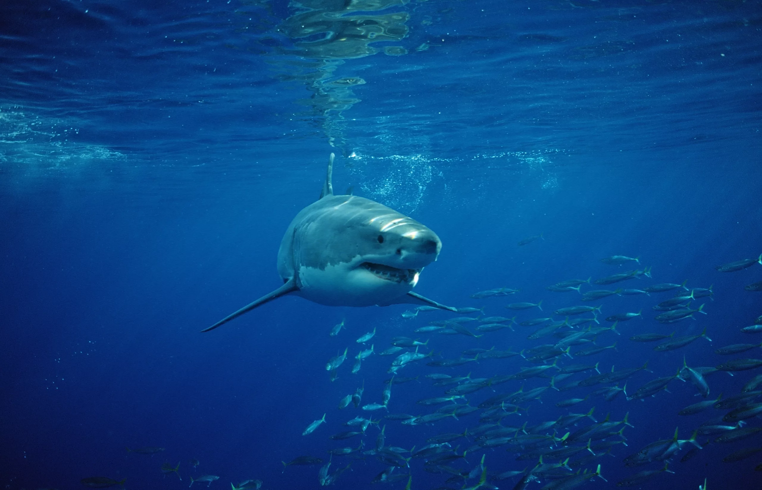 A great white shark had attacked an unsuspecting grandmother while she was swimming