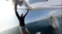 A whale can be seen emerging from the water as a surfer holds on tight