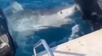 An Australian woman shared her dramatic close encounter with a great white shark