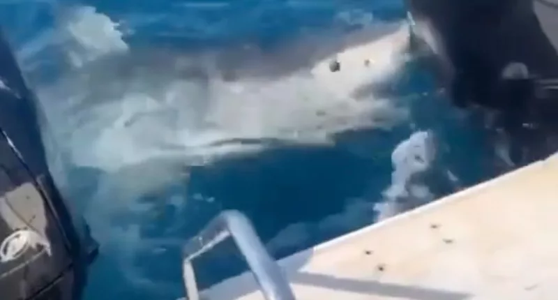 An Australian woman shared her dramatic close encounter with a great white shark
