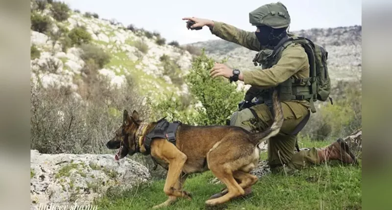Hero Israeli K-9 unit credited with rescue of over 200 civilians during Hamas terror attack