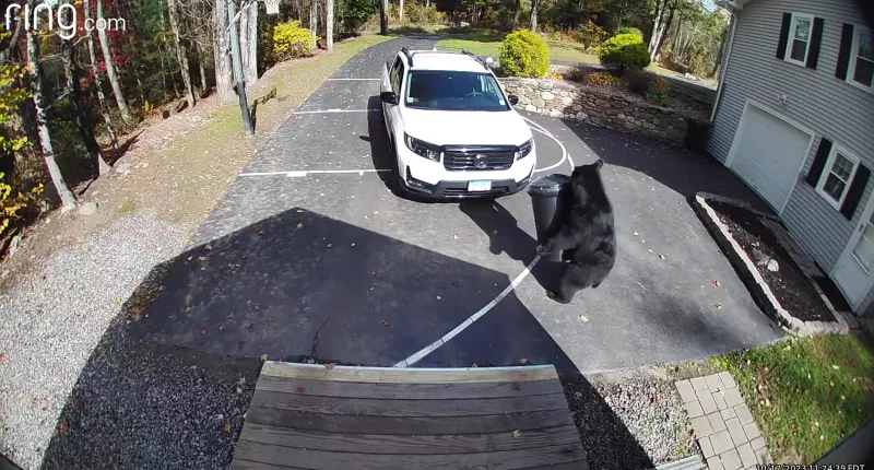 This bear was caught on a Ring doorbell camera brazenly making off with the trash