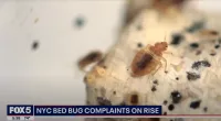 Bed bugs have become a major issue in multiple cities
