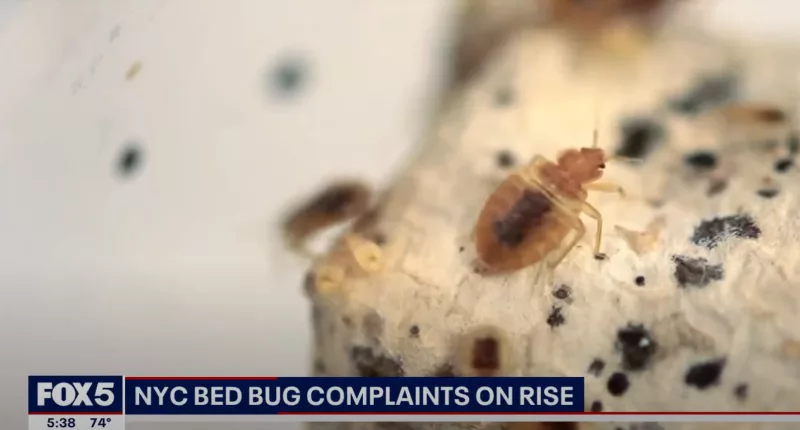 Bed bugs have become a major issue in multiple cities