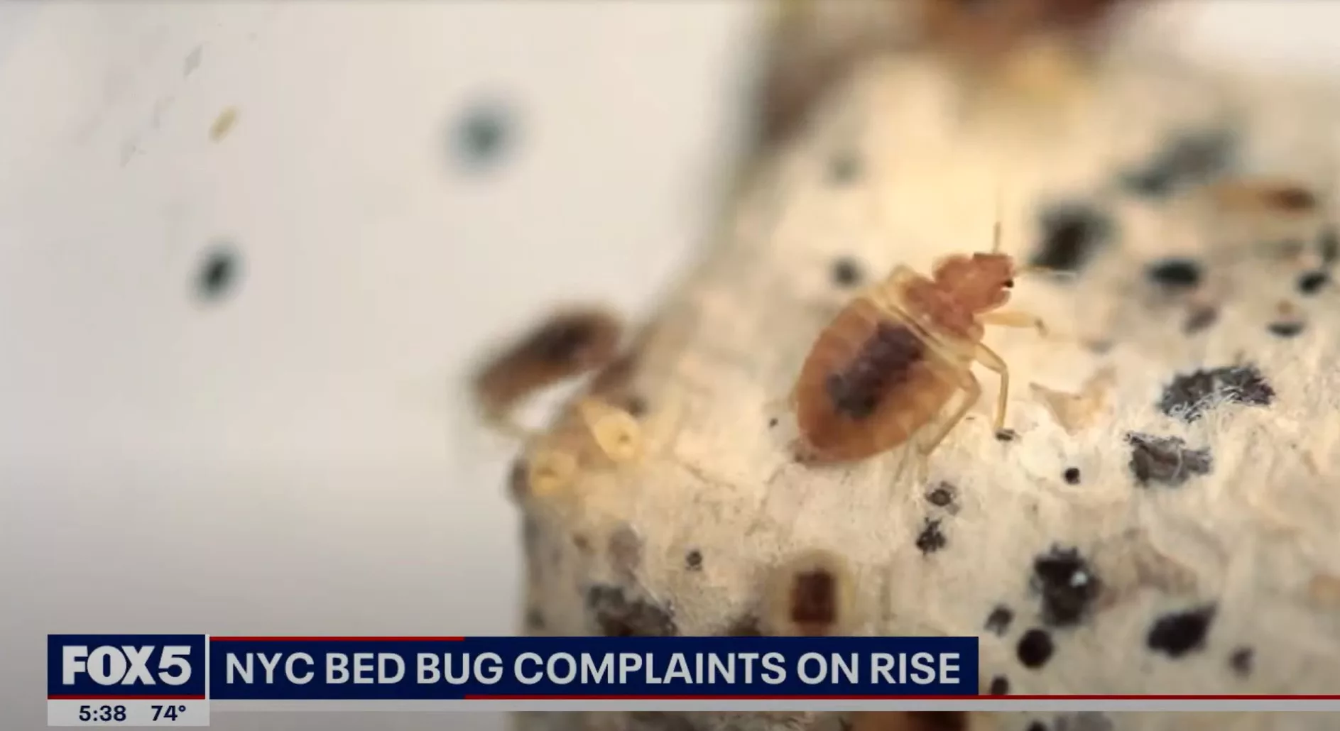 Bed bugs have become a major issue in multiple cities