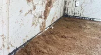 The bugs took over an entire floor and wall in the Scottsdale home