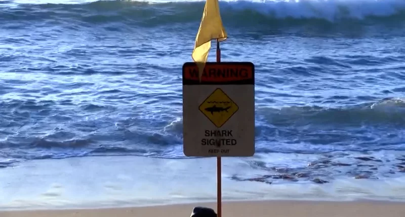 An expert claims that tiger sharks are commonly found in October