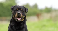 A woman was attacked by at least one of her three rottweilers, last Sunday