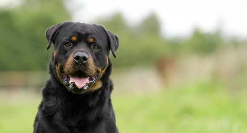 A woman was attacked by at least one of her three rottweilers, last Sunday