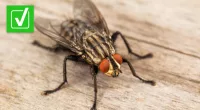 House flies can wake up in spring when weather is warmer