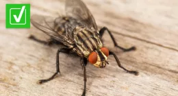 House flies can wake up in spring when weather is warmer