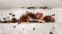 How to survive an invasion of bedbugs?