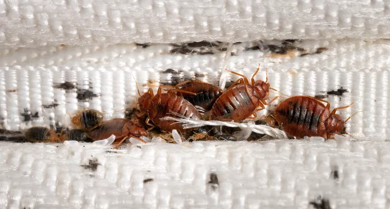 How to survive an invasion of bedbugs?