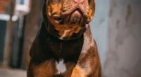 The PM announced the breed will be outlawed under the Dangerous Dogs Act