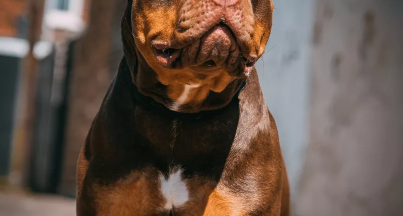 The PM announced the breed will be outlawed under the Dangerous Dogs Act