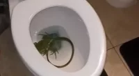 Gary Greenspan admitted that he had no idea how the animal got into his home