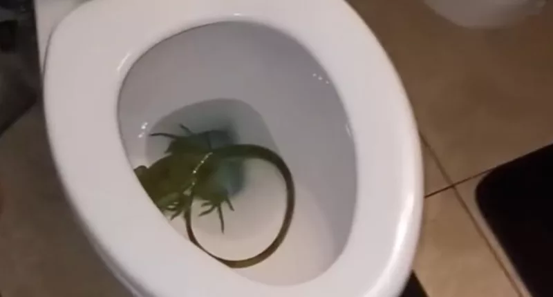 Gary Greenspan admitted that he had no idea how the animal got into his home