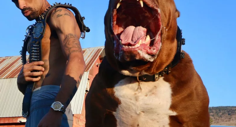 Hulk, pictured with owner Marlon Greenan, is worth a staggering £2million