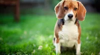 Beagles are on Lorna Winter's 'tough to train' list