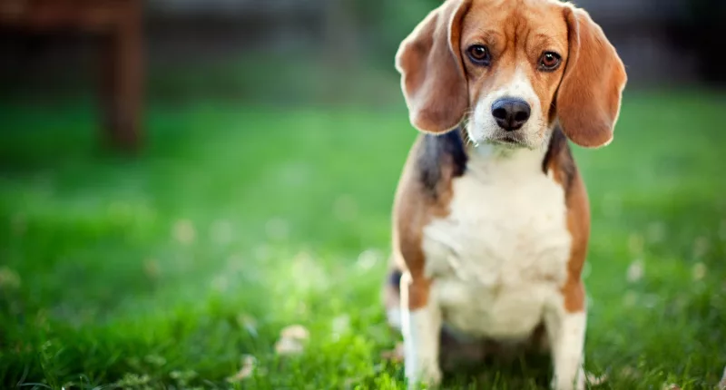 Beagles are on Lorna Winter's 'tough to train' list