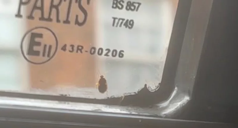 A suspected bed beg was seen on a bus in Manchester