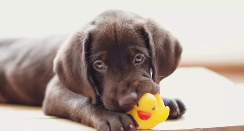A vet expert has revealed four dog toys you should never buy