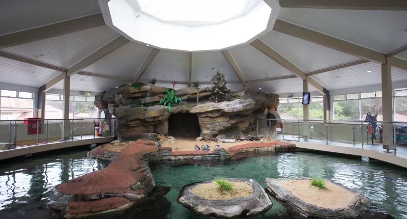 Manly Sea Life Sanctuary was open for 55 years until 2018