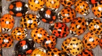 Asian lady beetles (pictured) are sometimes called 'Halloween beetles' because they usually attack homes when the temperatures cool down during the month of October