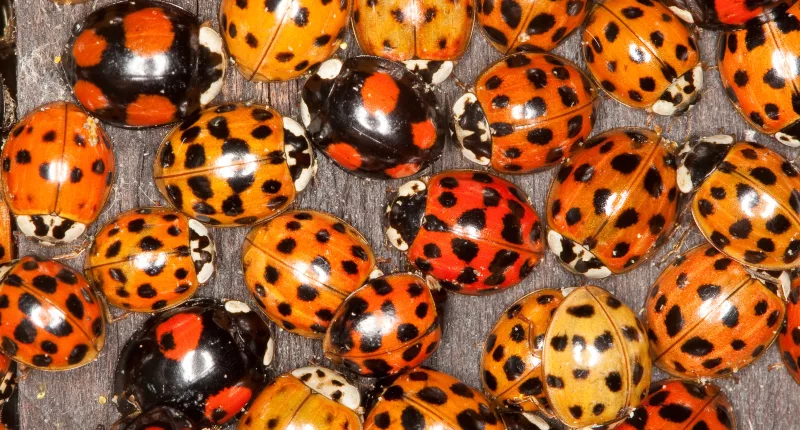 Asian lady beetles (pictured) are sometimes called 'Halloween beetles' because they usually attack homes when the temperatures cool down during the month of October