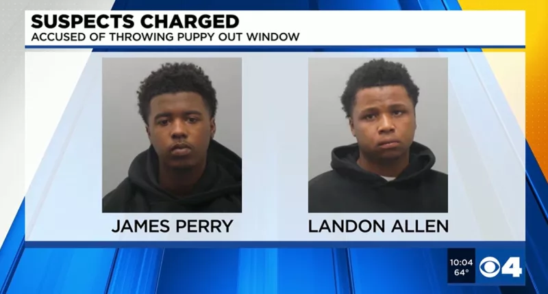 James Perry and Landon Allen stole French bulldogs: Police