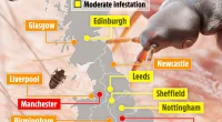 Map reveals UK’s bedbug outbreak – are the nasty critters near you?