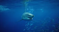Great white sharks are being spotted off the US coast at an alarming rate this month (file photo)