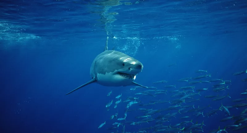 Great white sharks are being spotted off the US coast at an alarming rate this month (file photo)