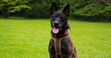 Memorial service announced for K-9 Rico, killed during manhunt for Johns Island shooter