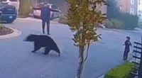 Moment bear comes at child before man jumps out of truck to scare away