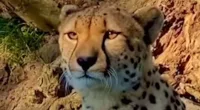 Moment cheetah MEOWS like a cute cat? Video stuns wildlife fans