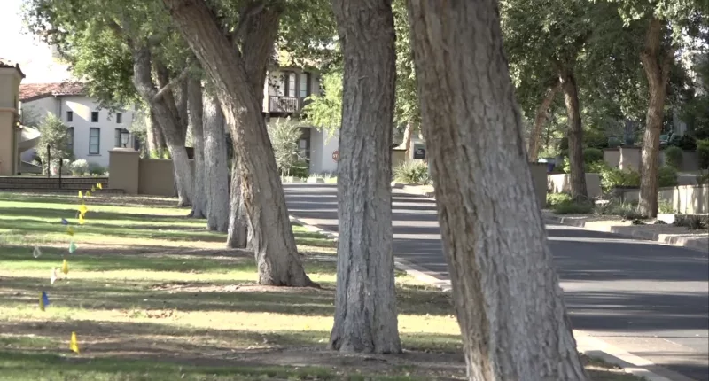 Residents are fighting back against an HOA cutting their trees down