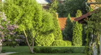 A resident has complained about a tree that is leaning over into their yard