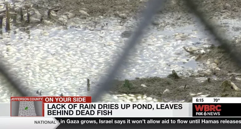 Residents in the neighborhood of Avalon have complained that their HOA is not doing enough to remove the rotting mass of fish after the pond dried up