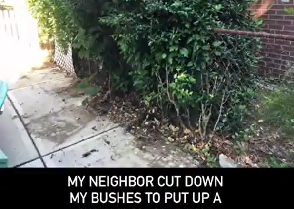 The original bush in Kathleen Heiles garden was cut down by her neighbours