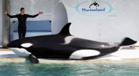 Moana, 12, died just days ago after spending his entire life in captivity (a Marineland trainer pictured with one of their orcas)