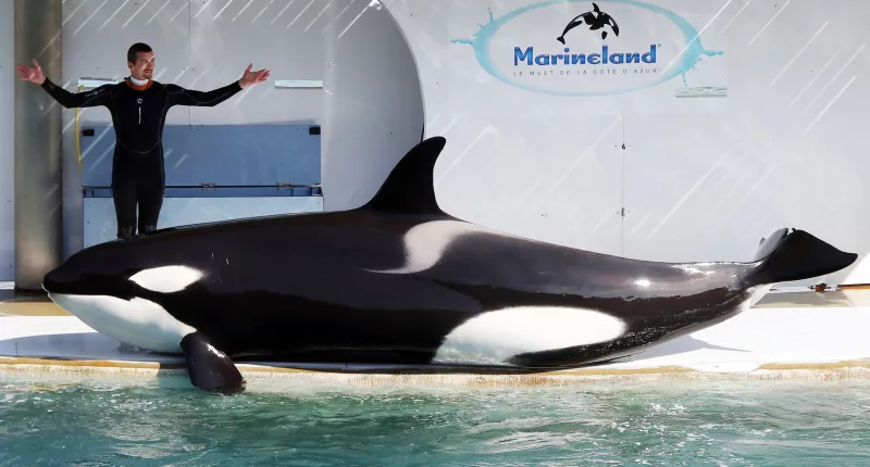 Moana, 12, died just days ago after spending his entire life in captivity (a Marineland trainer pictured with one of their orcas)