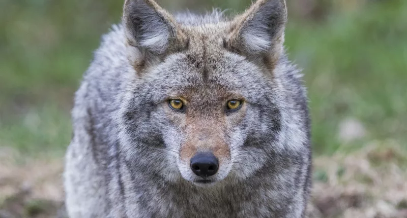 Coyotes have been reported in an area in Salt Lake County, Utah