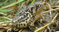 New wildlife refuges in Tennessee and Wyoming aim to protect endangered species and habitats